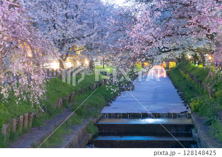 淡く輝く花筏いっぱいの新河岸川夜桜 128148425