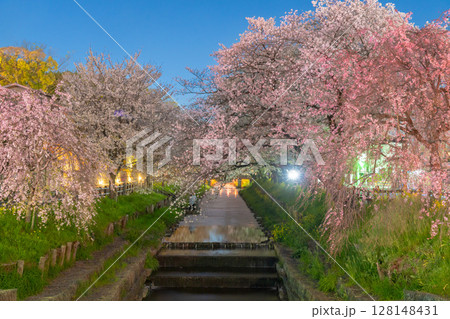淡く輝く花筏いっぱいの新河岸川夜桜 128148431