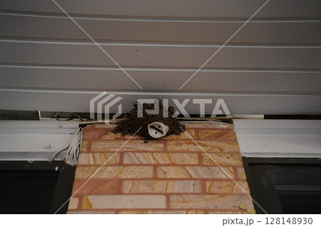 Swallow Chicks Peeking from Nest Under Canopy Roof Swallow Chicks Peeking from Nest Under Canopy Roof 128148930