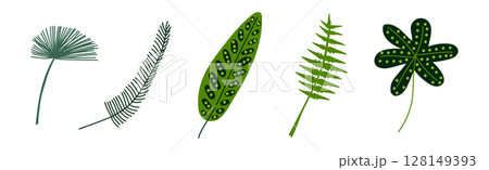 Green Tropical Leaf and Jungle Foliage Vector Set 128149393