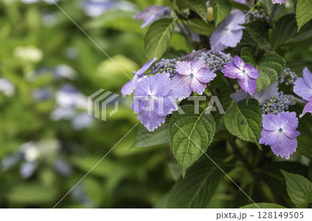 薄紫色のガクアジサイの花 128149505