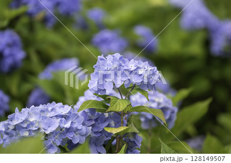 青い紫陽花 128149507