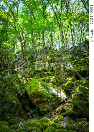 【苔の名所】山犬嶽【上勝町】 128149591