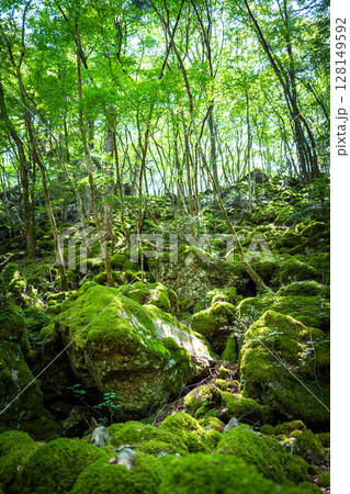 【苔の名所】山犬嶽【上勝町】 128149592