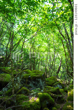 【苔の名所】山犬嶽【上勝町】 128149601