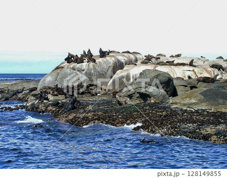南アフリカ ケープ半島 ハウト湾 ドイカー島 ミナミアフリカオットセイ 南アフリカ ケープ半島 ハウト湾 ドイカー島 ミナミアフリカオットセイ 128149855