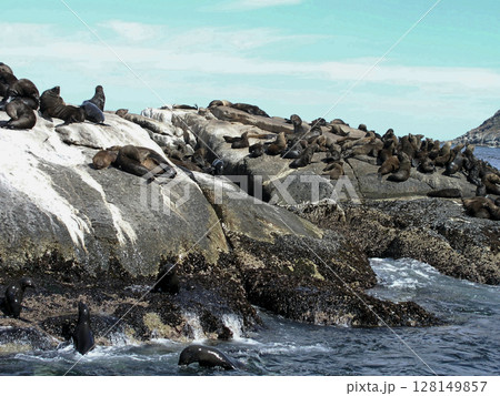 南アフリカ ケープ半島 ハウト湾 ドイカー島 ミナミアフリカオットセイ 南アフリカ ケープ半島 ハウト湾 ドイカー島 ミナミアフリカオットセイ 128149857