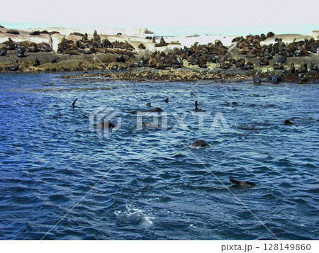 南アフリカ　ケープ半島　ハウト湾　ドイカー島　ミナミアフリカオットセイ 128149860