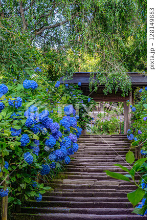 紫陽花(明月院、山門、鎌倉石の参道) 紫陽花(明月院、山門、鎌倉石の参道) 128149883