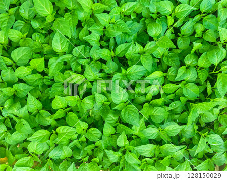green leaves of water 128150029