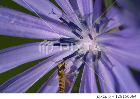 チコリーの花と小さな虫達 128150064