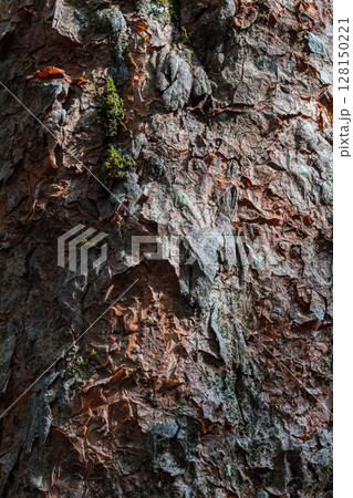 Organic background of tree bark texture with cracks and peeling layers 128150221