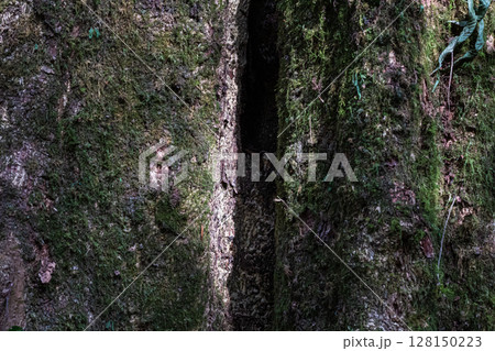 Close-up texture of dark old tree bark covered in green moss. 128150223