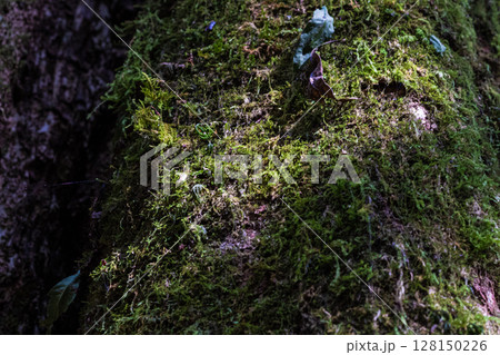 Close-up texture of dark old tree bark covered in green moss. Close-up texture of dark old tree bark covered in green moss. 128150226