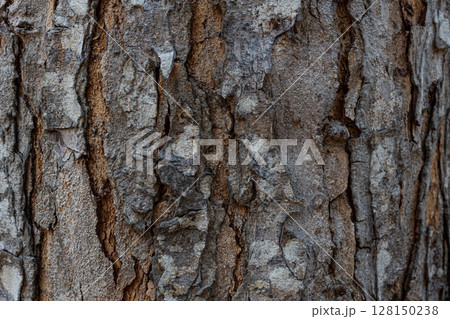 Natural background showing rough and rugged bark surface 128150238
