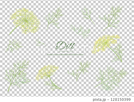 Fresh dill flowers and leaves drawn by watercolor Fresh dill flowers and leaves drawn by watercolor 128150399