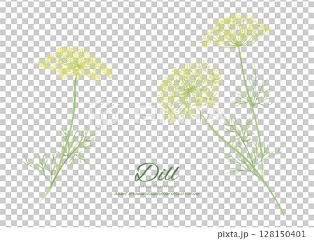 Fresh dill flowers and leaves cartoon drawn by watercolor Fresh dill flowers and leaves cartoon drawn by watercolor 128150401