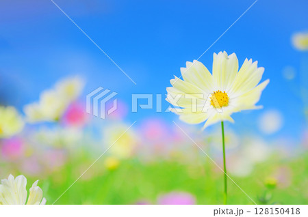 澄んだ青空と可憐な黄色いコスモス 澄んだ青空と可憐な黄色いコスモス 128150418