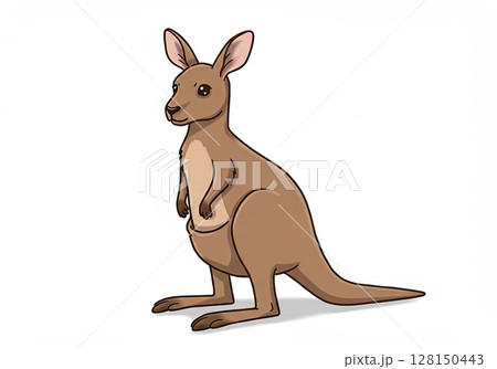 Standing kangaroo animal on hind legs with tail on white background 128150443