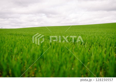 Green wheat growing in the fields. ?oncept of agriculture, ecology, gardening. Field of green grass. 128150557