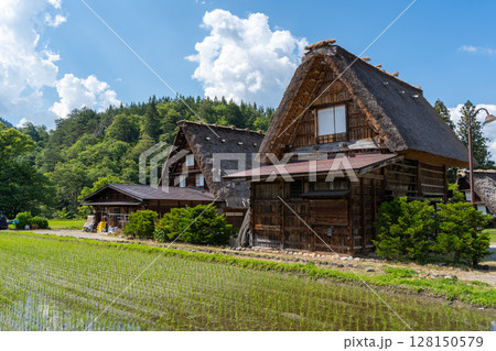 Traditional houses and rice fields in Shirakawa-go, rural Japan Traditional houses and rice fields in Shirakawa-go, rural Japan 128150579