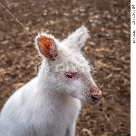 Albino white wallaby standing on dirt ground in Kangaroo Island, Australia 128150584