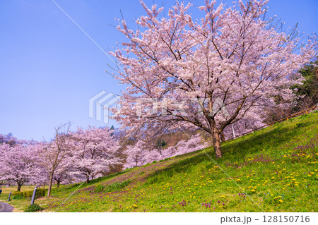 土手に咲く桜 土手に咲く桜 128150716