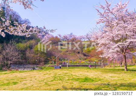桜のある公園 128150717