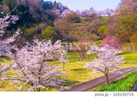 舞鶴公園に咲く桜 舞鶴公園に咲く桜 128150719