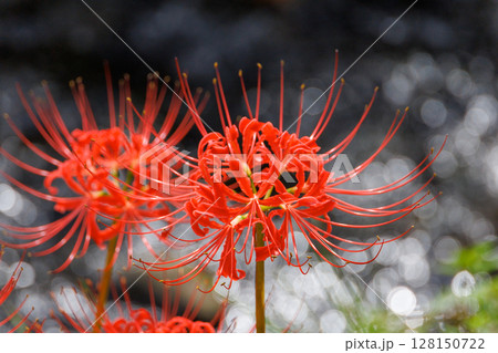 赤い彼岸花と玉ボケ 128150722