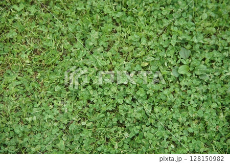 一面に広がるクローバー 128150982