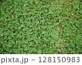 一面に広がるクローバー 128150983