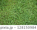 一面に広がるクローバー 128150984