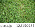 一面に広がるクローバー 128150985
