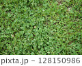 一面に広がるクローバー 128150986
