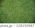 一面に広がるクローバー 128150987