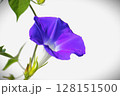 アサガオ 128151500