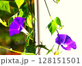 アサガオ 128151501
