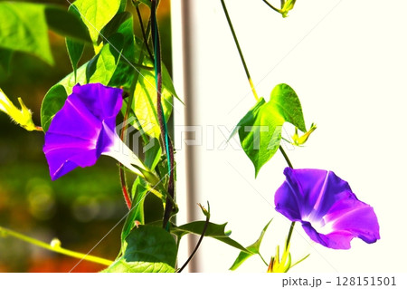 アサガオ アサガオ 128151501