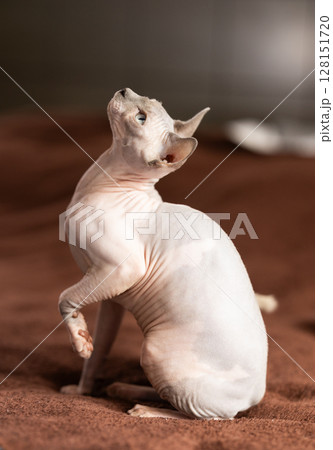 Hairless domestic pet, kitten of Sphynx breed Hairless domestic pet, kitten of Sphynx breed 128151720