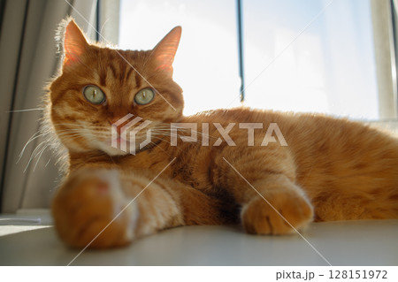 Cute ginger cat lying on the table near the window portrait Cute ginger cat lying on the table near the window portrait 128151972