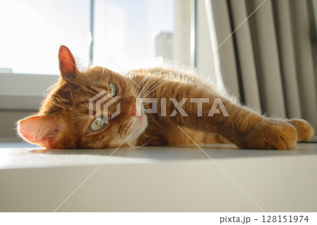 Cute ginger cat lying on the table near the window close up 128151974