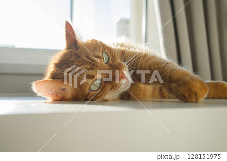 Cute ginger cat lying on the table near the window close up Cute ginger cat lying on the table near the window close up 128151975