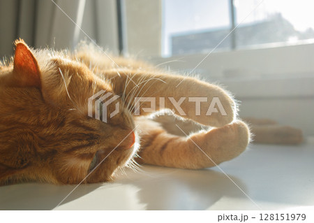 Cute ginger cat lying and enjoying sunlight near the window close up 128151979
