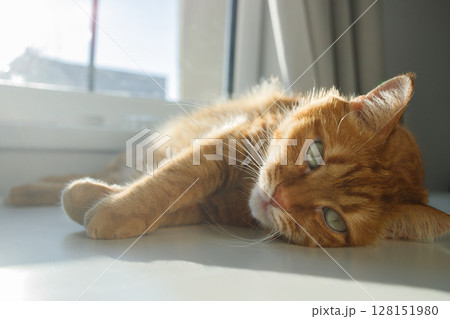 Cute ginger cat lying in sunlight near the window and looking at camera close up 128151980