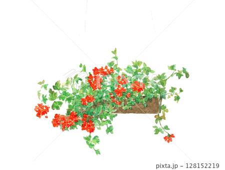 水彩で描いた赤いベゴニアのイラスト素材【手描き】白バック 切り抜き用 コピースペースあり 128152219