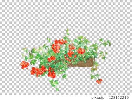水彩で描いた赤いベゴニアのイラスト素材【手描き】白バック 切り抜き用 コピースペースあり 128152219