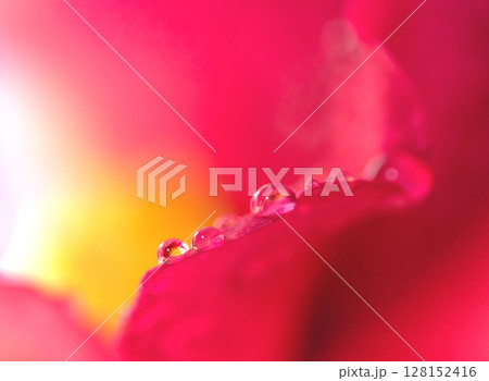 赤いバラの花びらに水滴 128152416