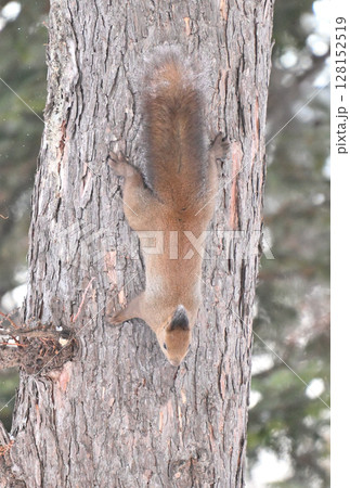 北海道の冬の公園で寒さでひげと耳と尾の毛先が凍ったまま幹を移動するエゾリス 128152519