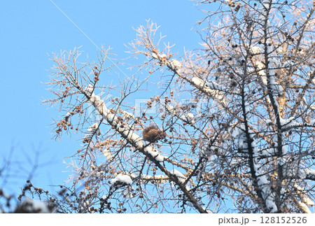北海道の冬の公園で霧氷と雪の積もったカラマツで球果を食べるエゾリス 128152526